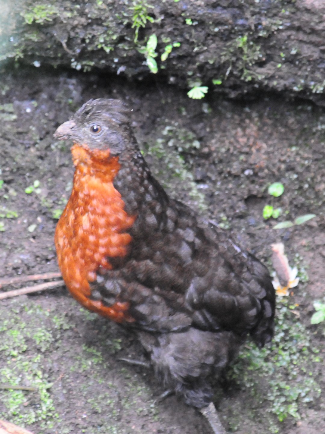 Dark-backed Wood-Quail