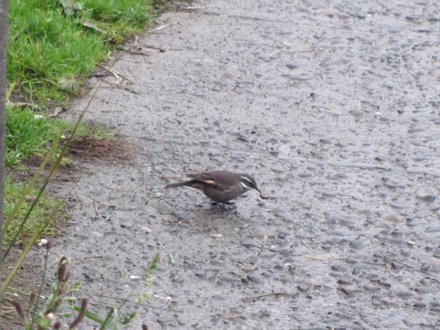 Dark-bellied Cinclodes