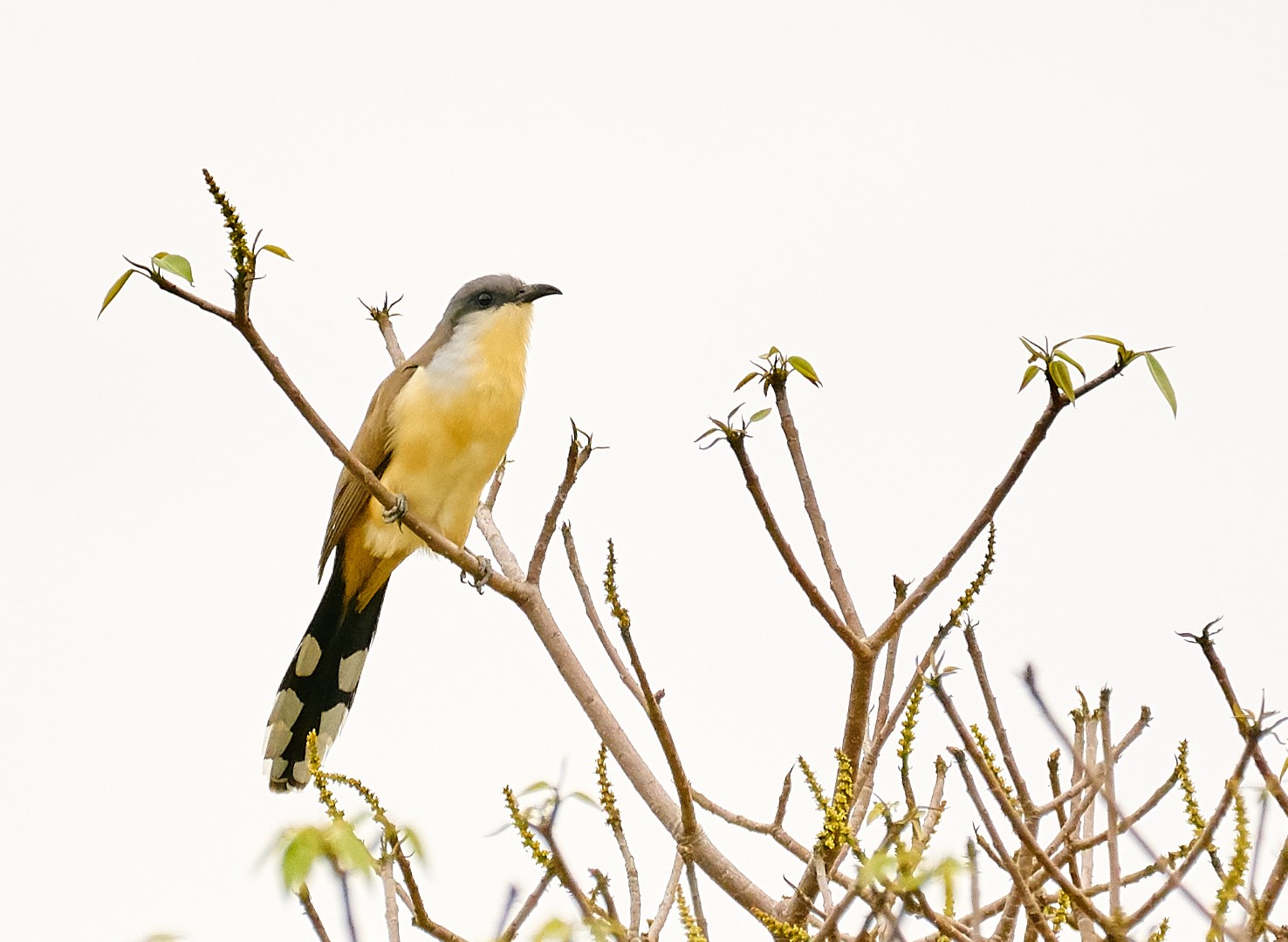 Dark-billed Cuckoo