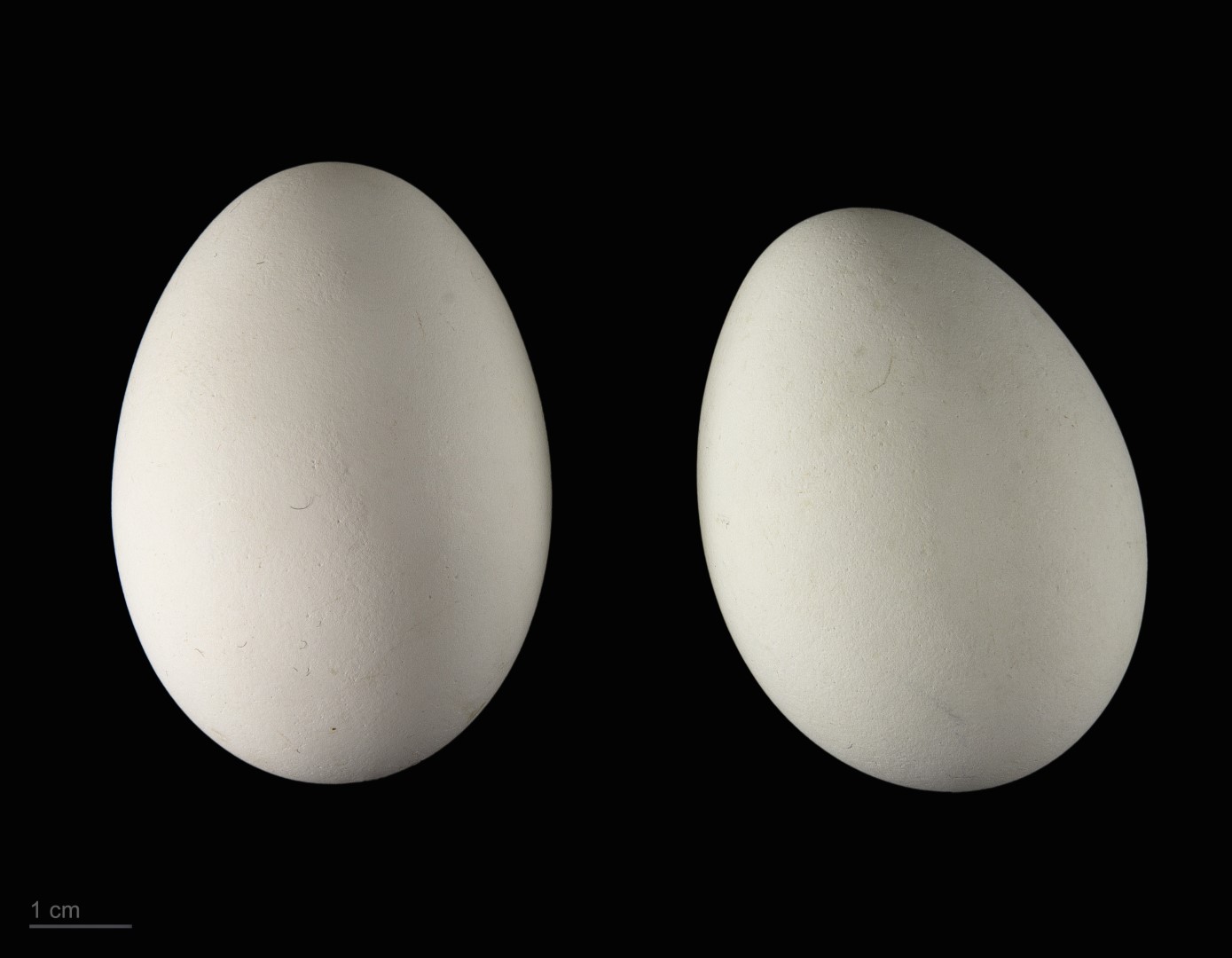 Dark Chanting Goshawk