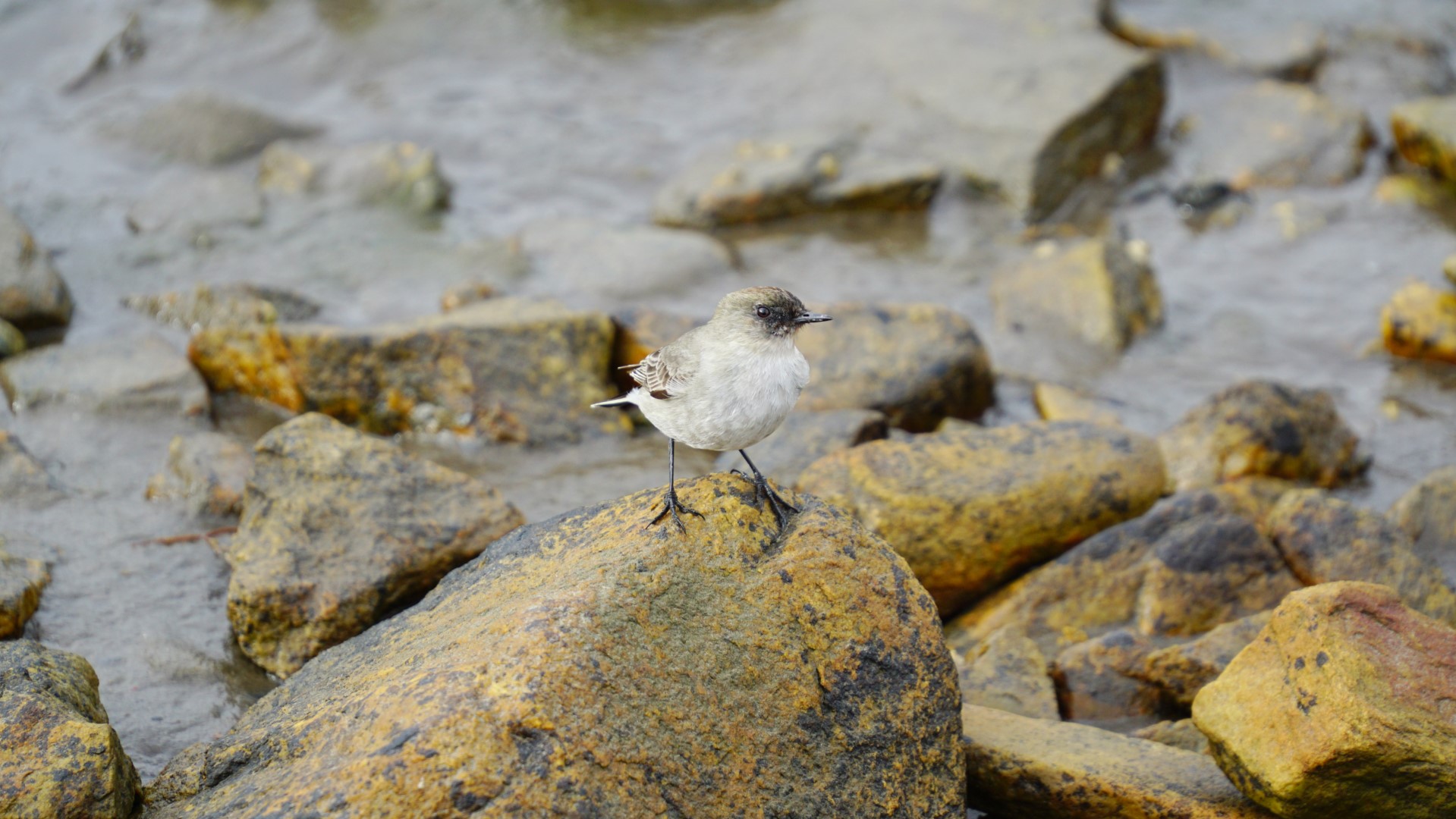 Dark-faced Ground-Tyrant