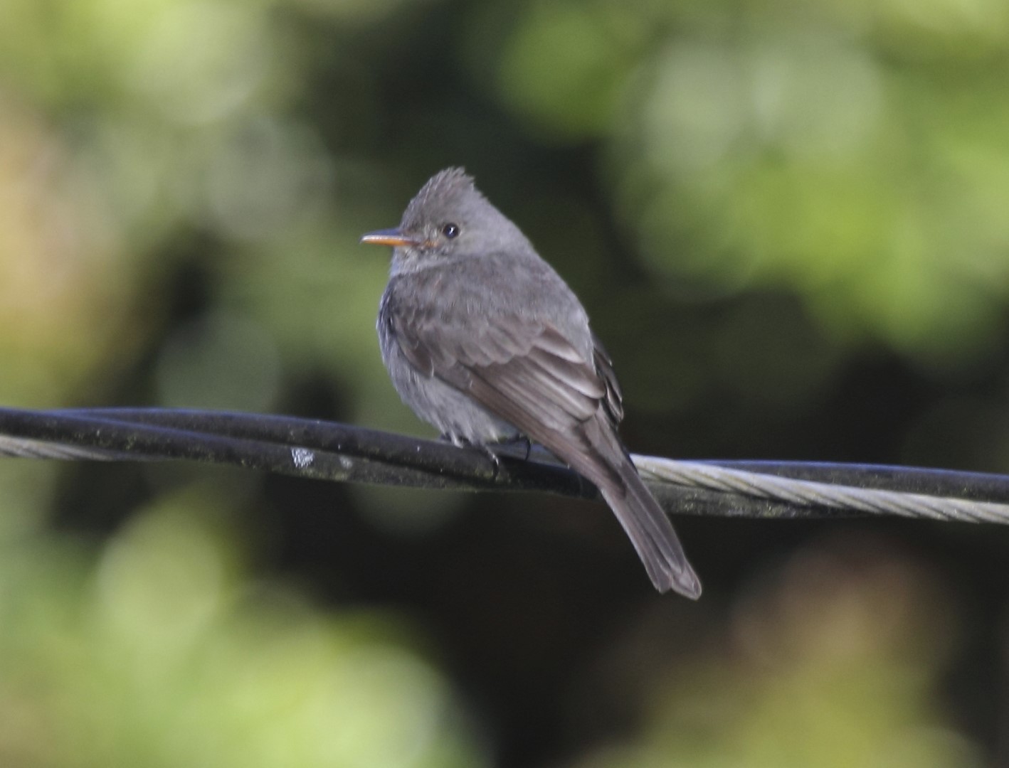 Dark Pewee