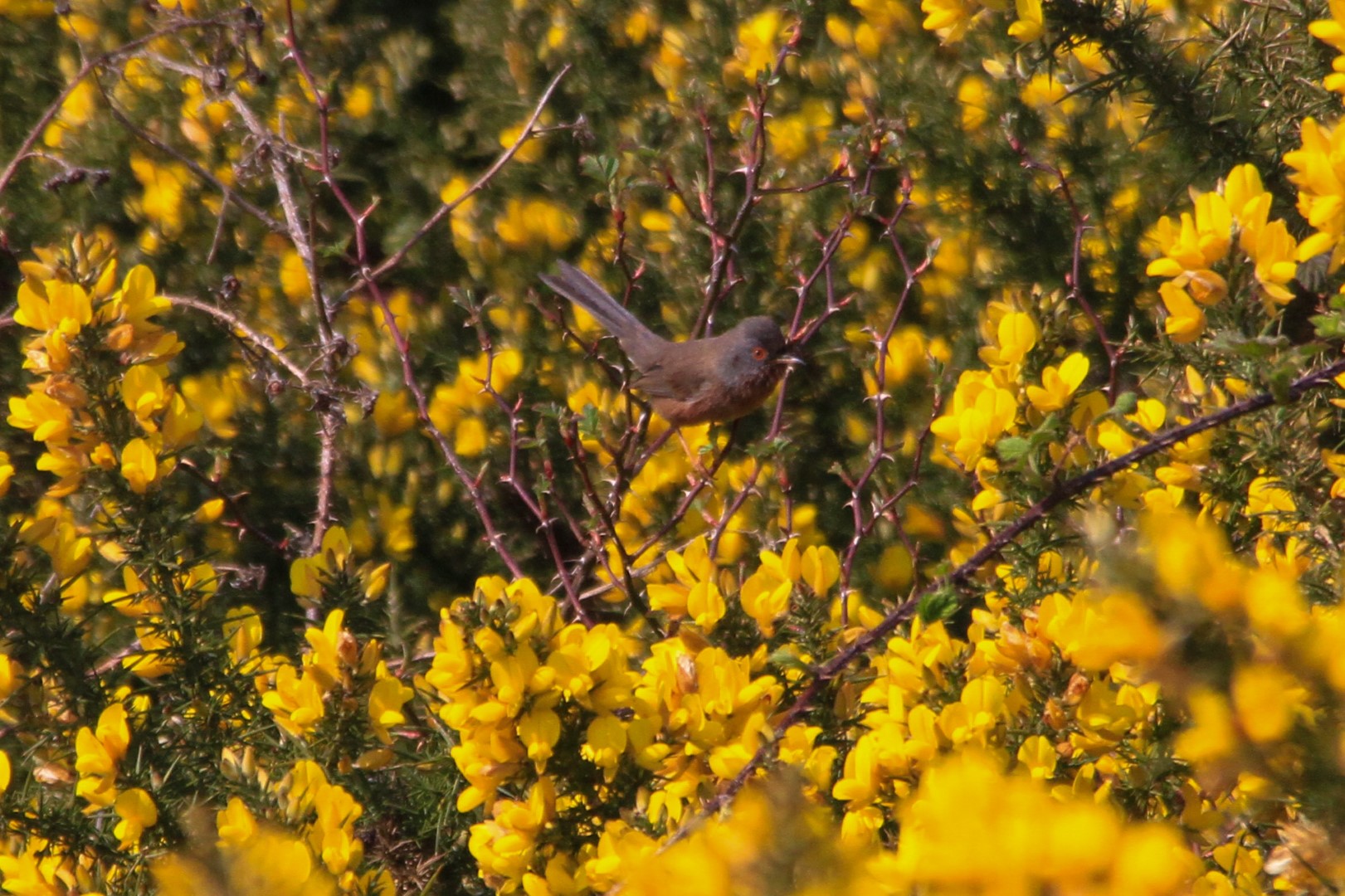 Dartford Warbler