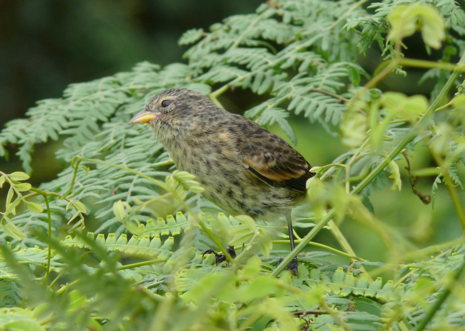 Darwin's Finch