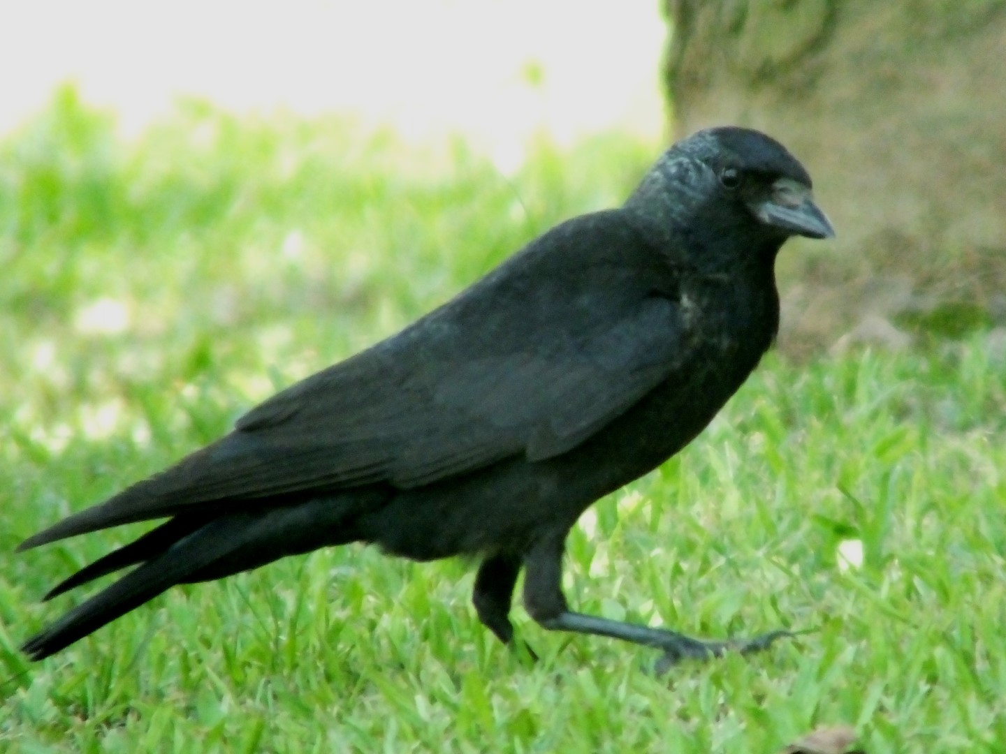 Daurian Jackdaw