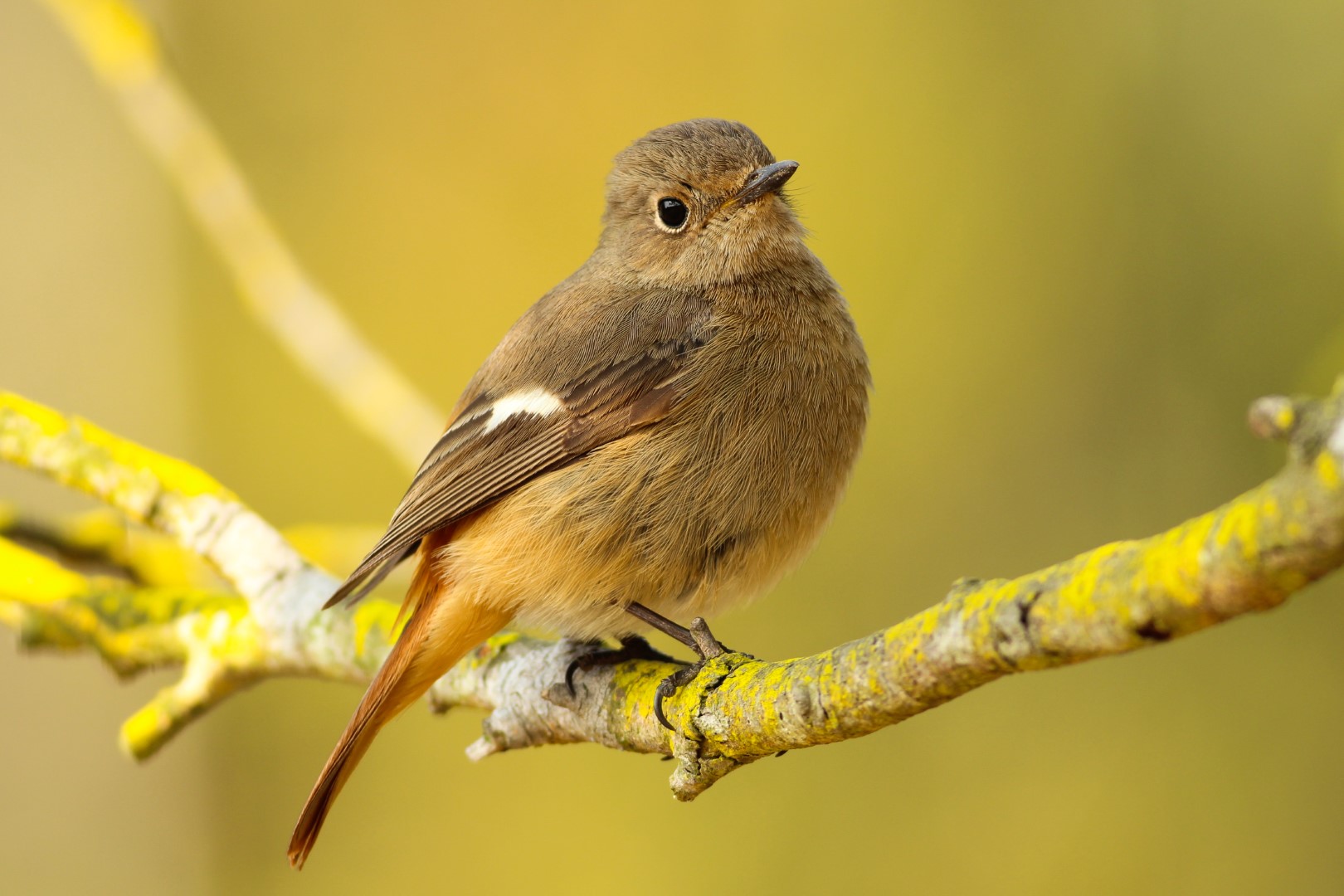 Daurian Redstart