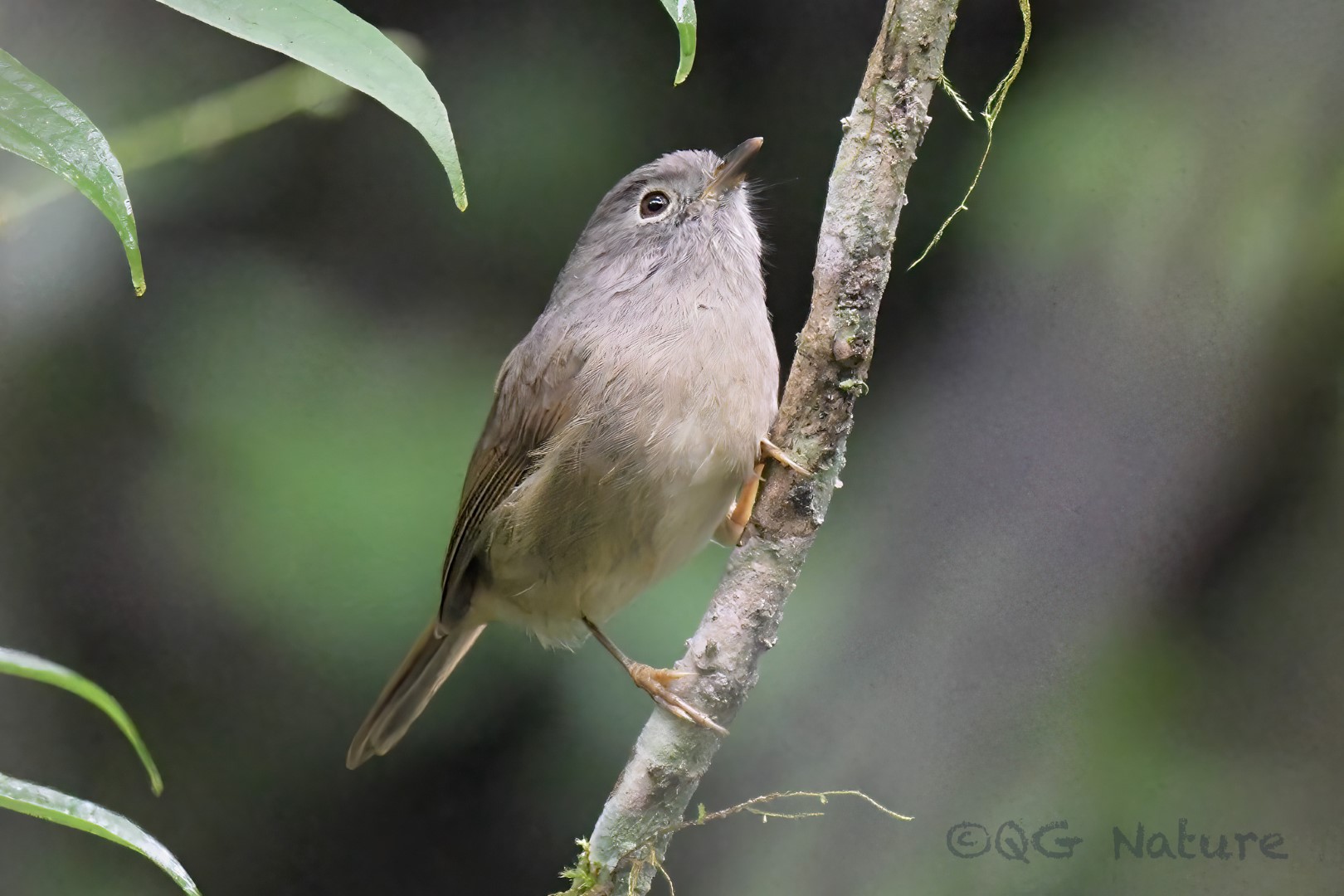 David's Fulvetta