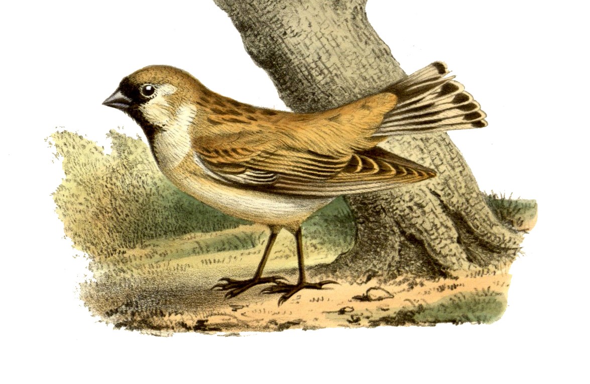 David's Fulvetta