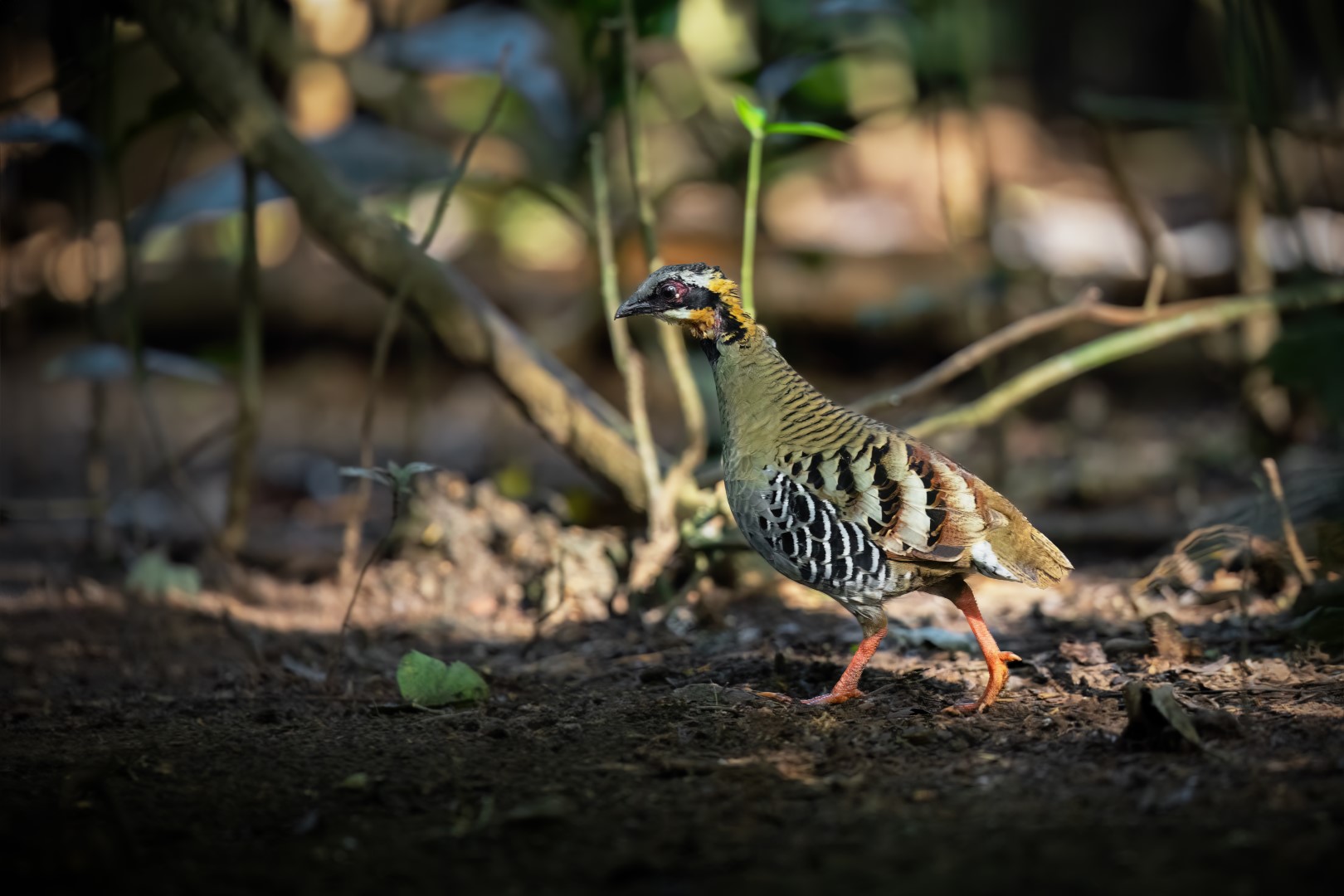 David's Hill Partridge