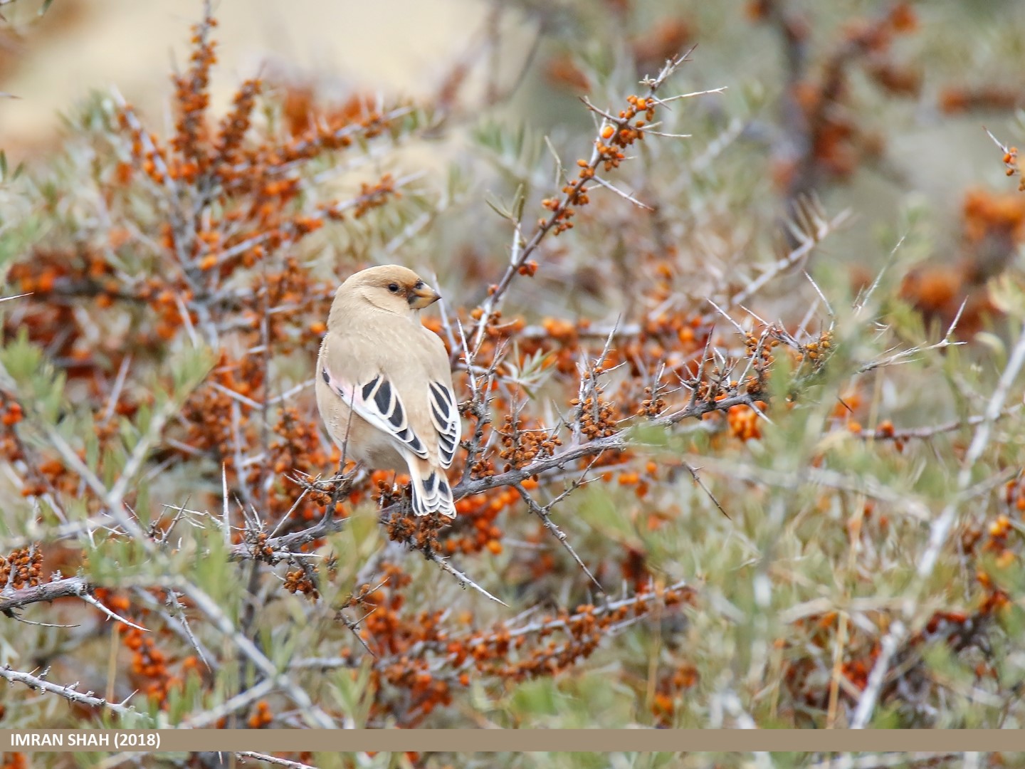Dead Sea Sparrow