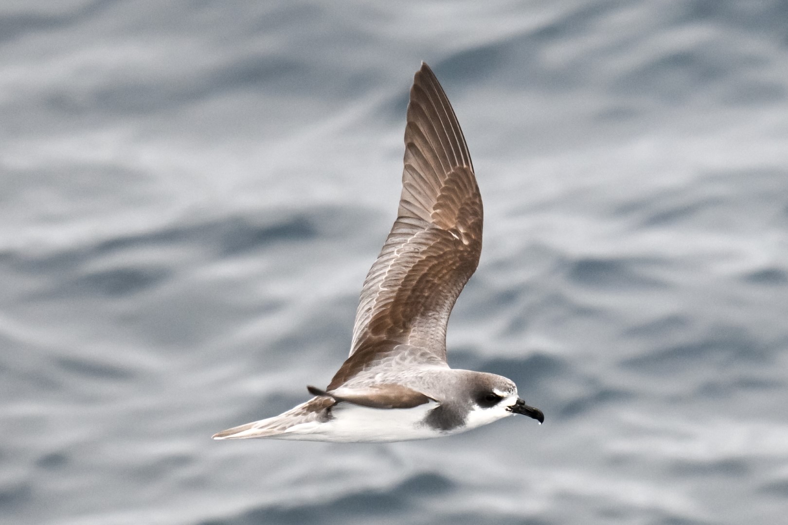 Defilippe's Petrel