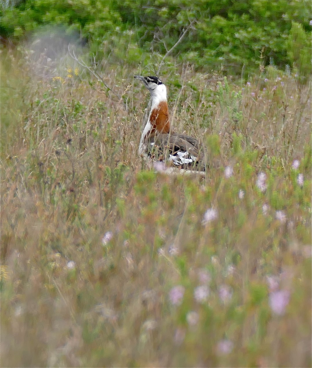 Denham's Bustard