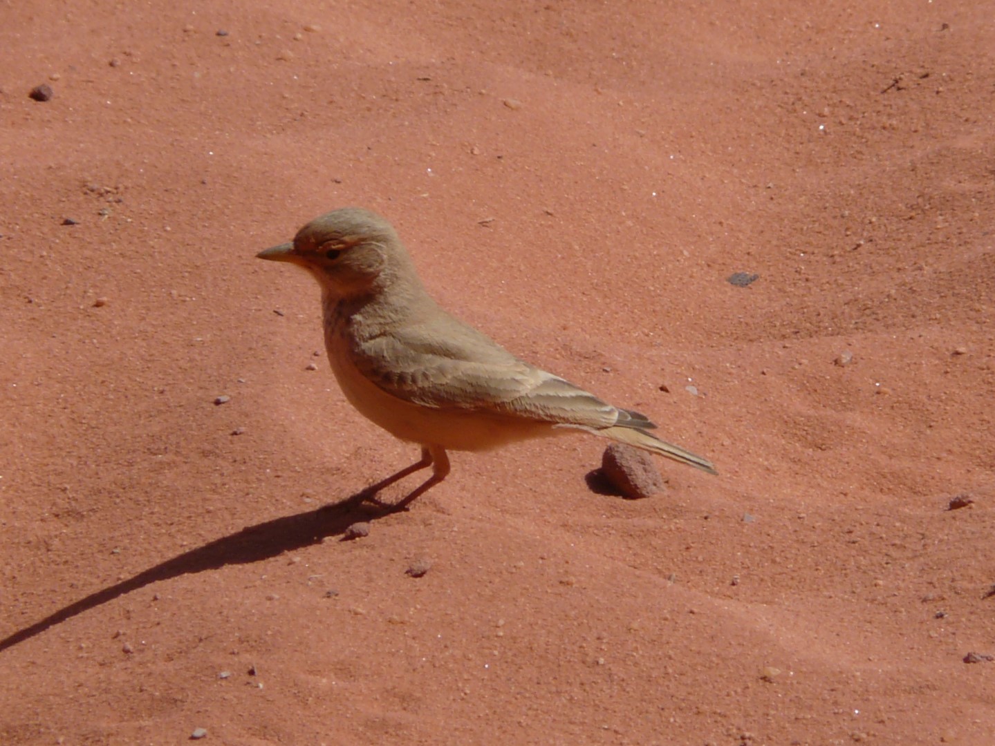 Desert Lark