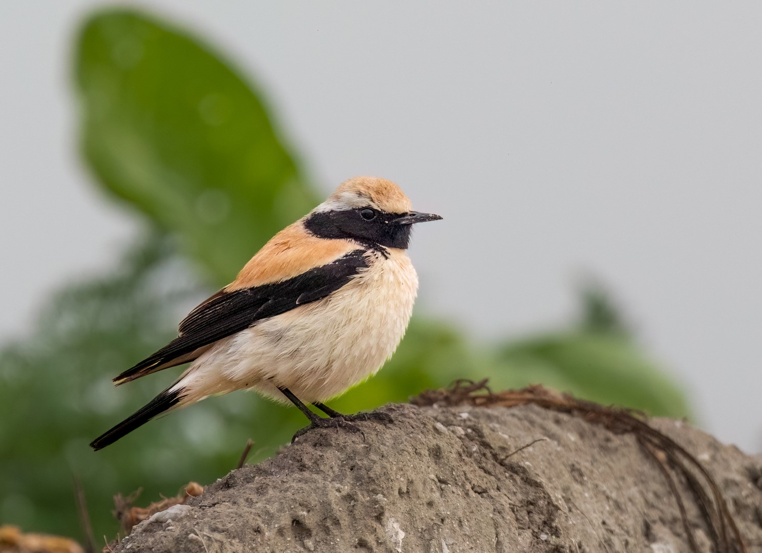 Desert Wheatear