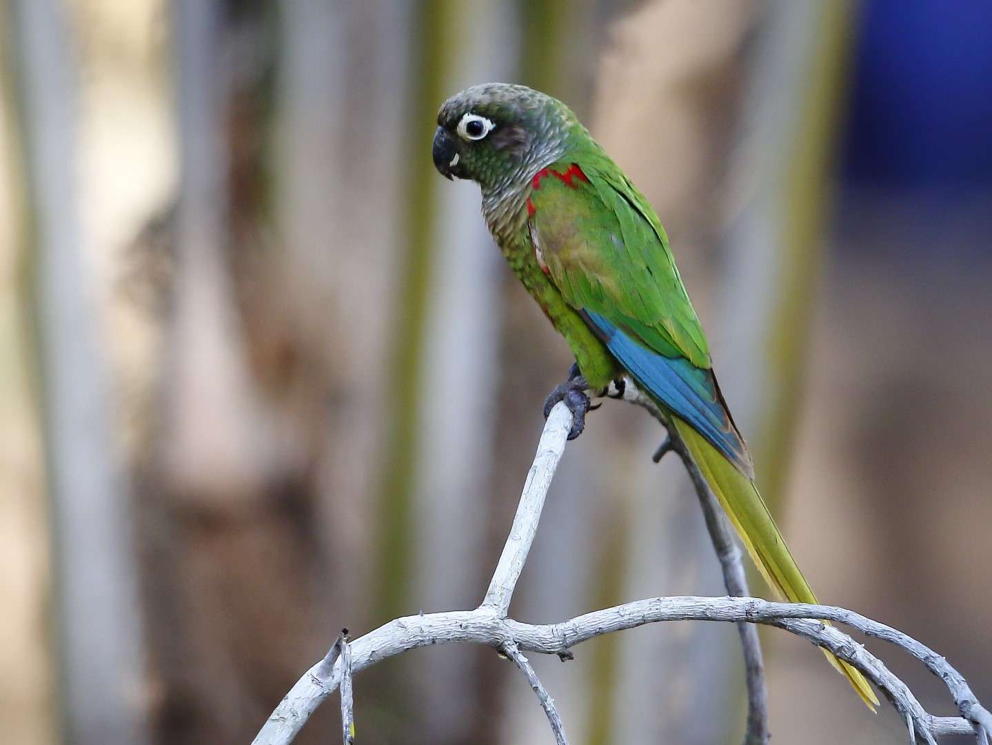 Deville's Parakeet
