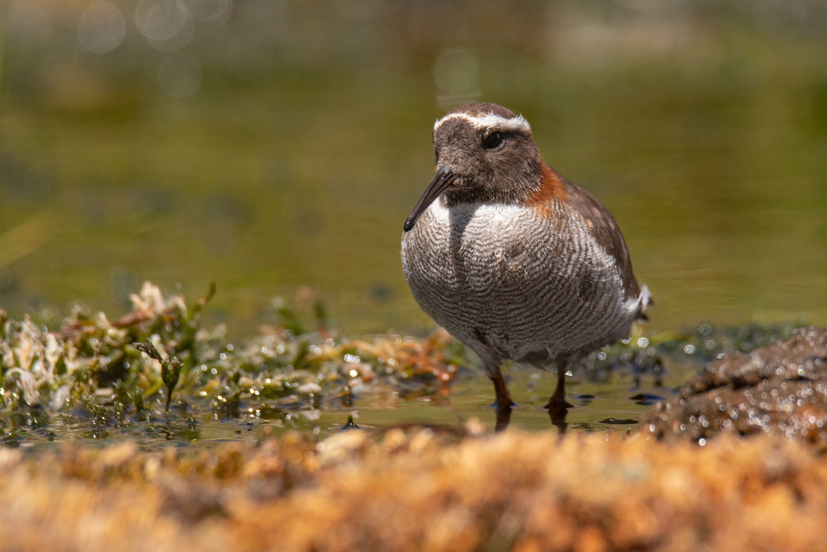 Diademed Sandpiper-Plover