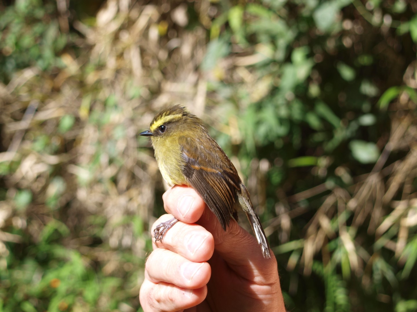 Diademed Tapaculo