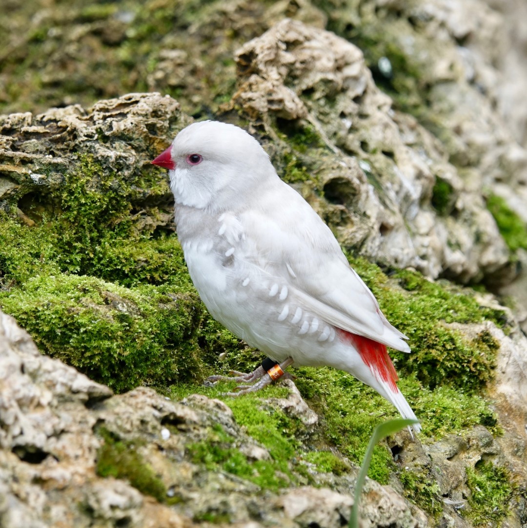 Diamond Firetail