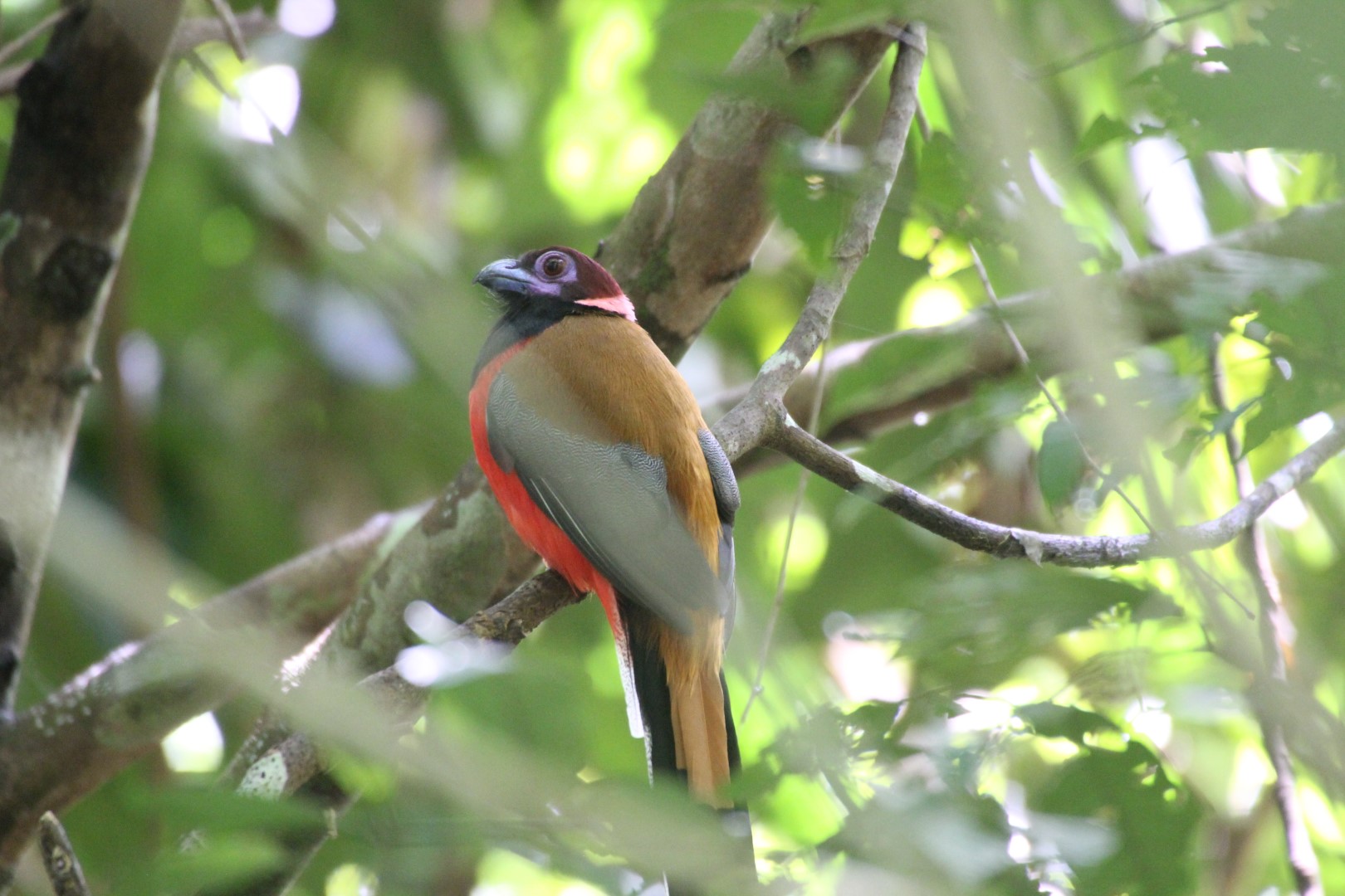 Diard's Trogon