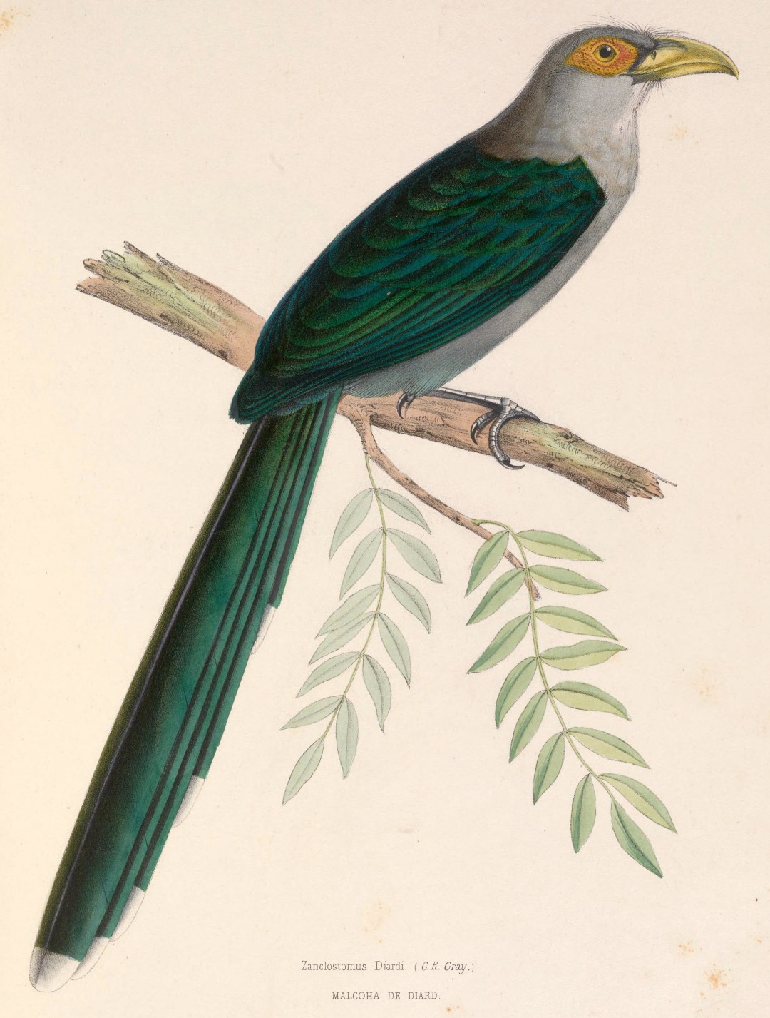 Diard's Trogon