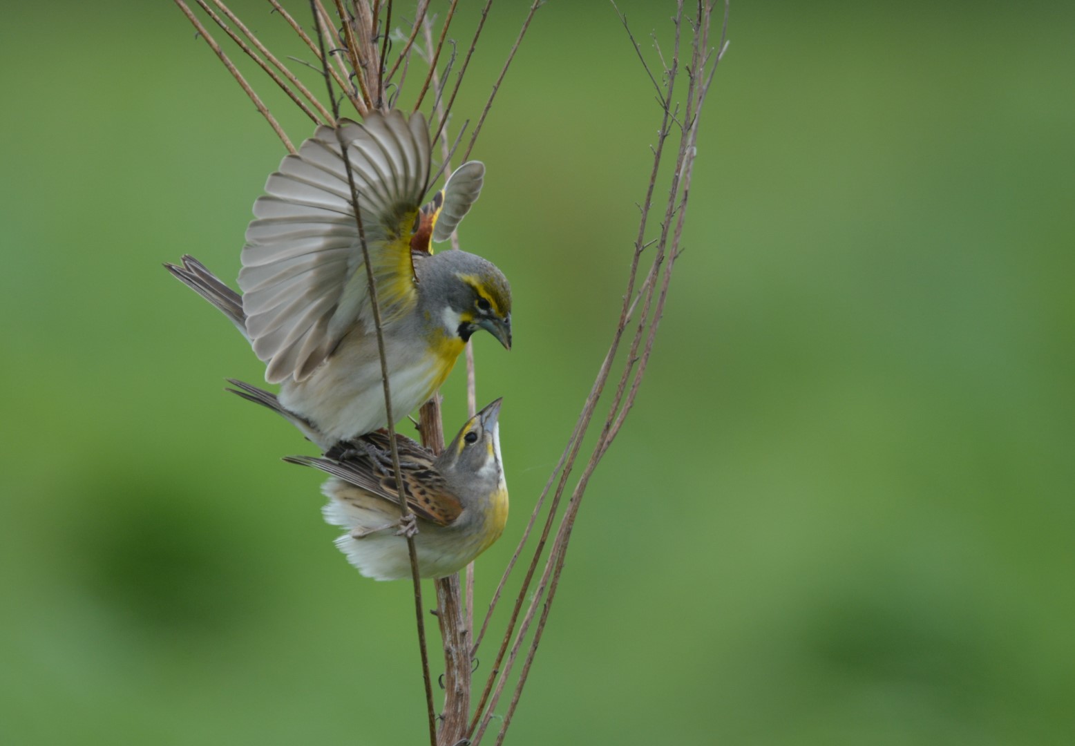 Dickcissel