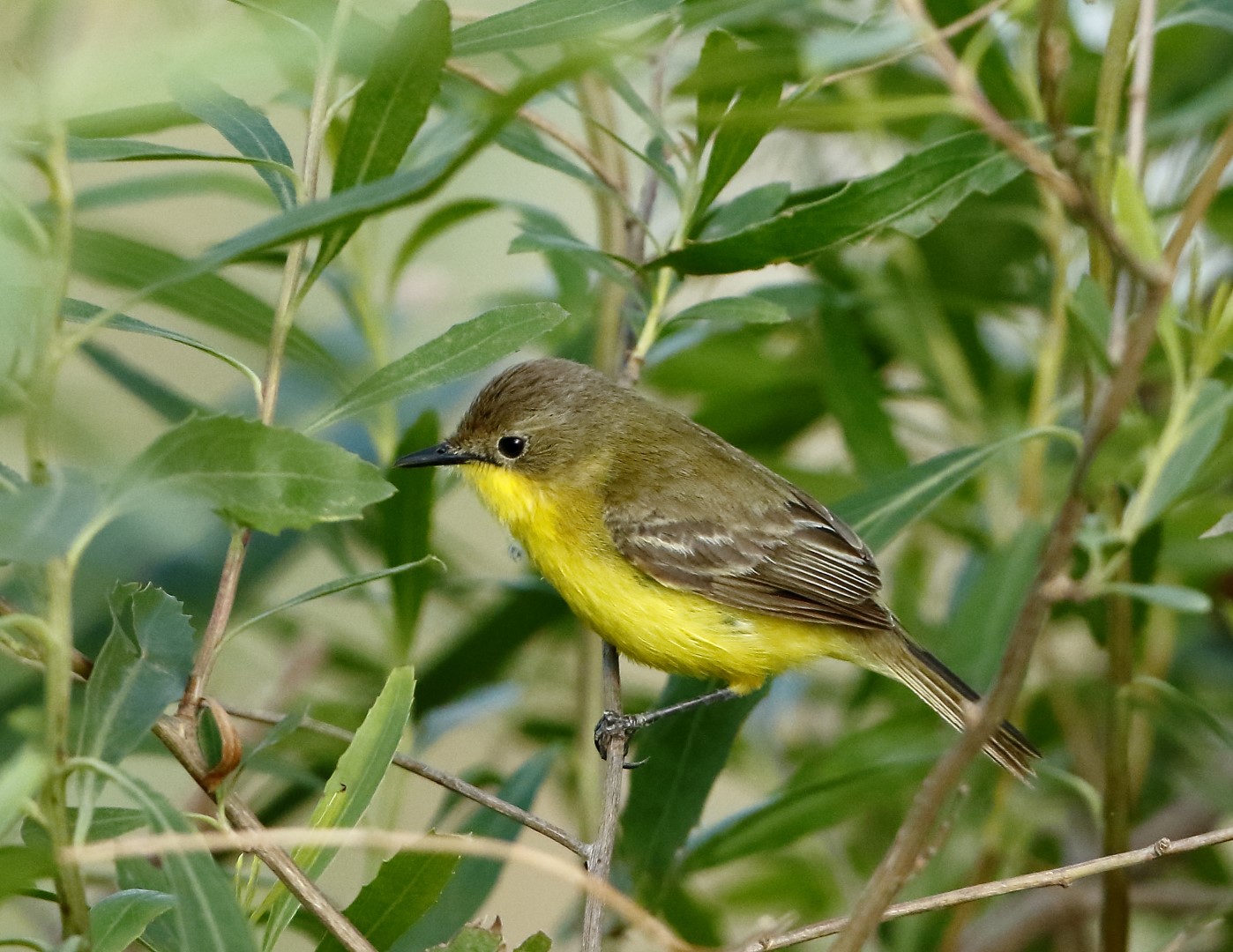 Dinelli's Woodhaunter