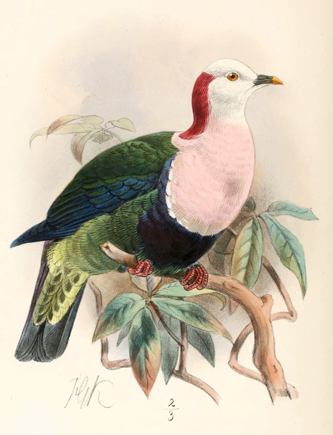 Doherty's Fruit Dove