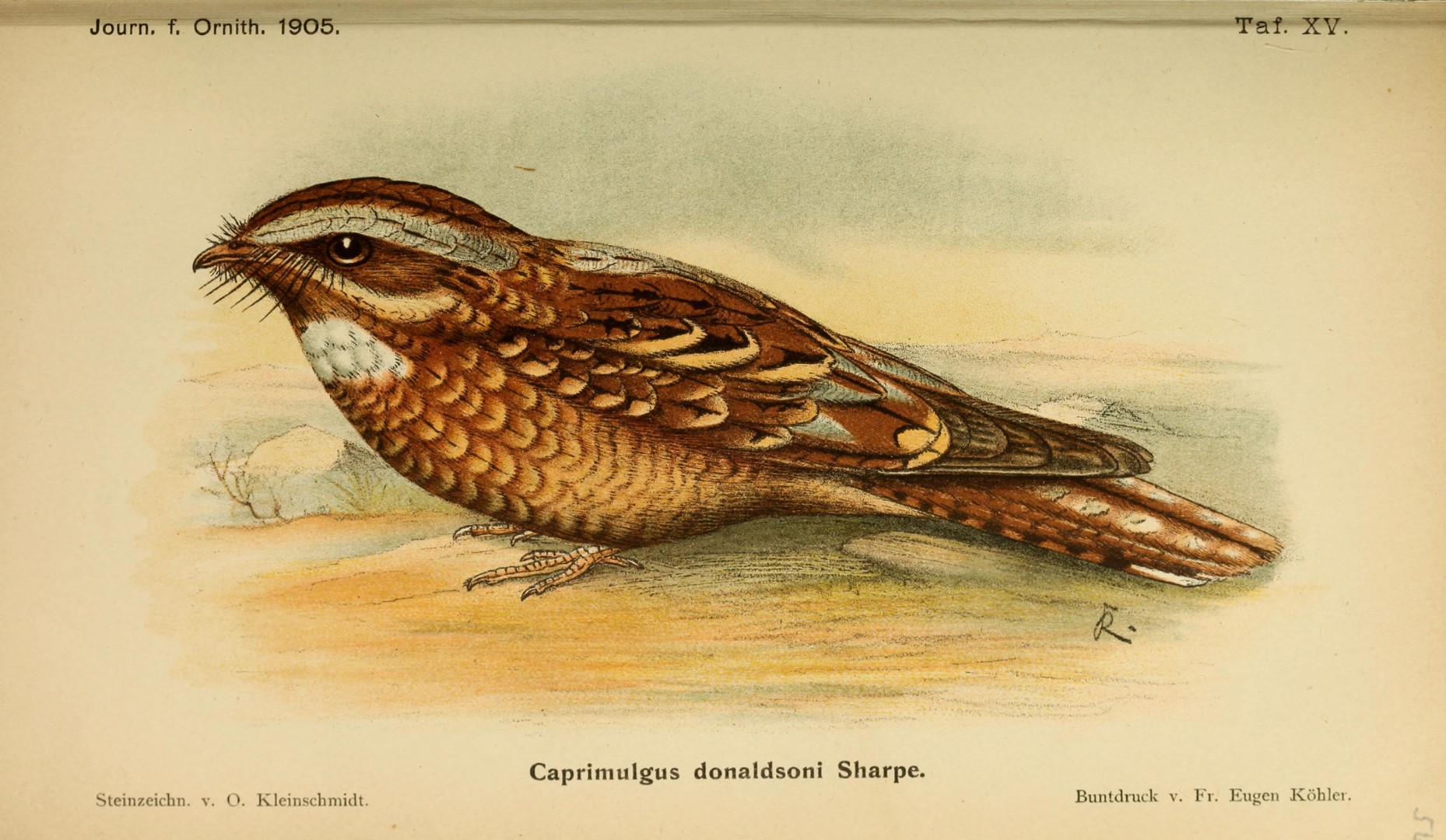 Donaldson's Nightjar