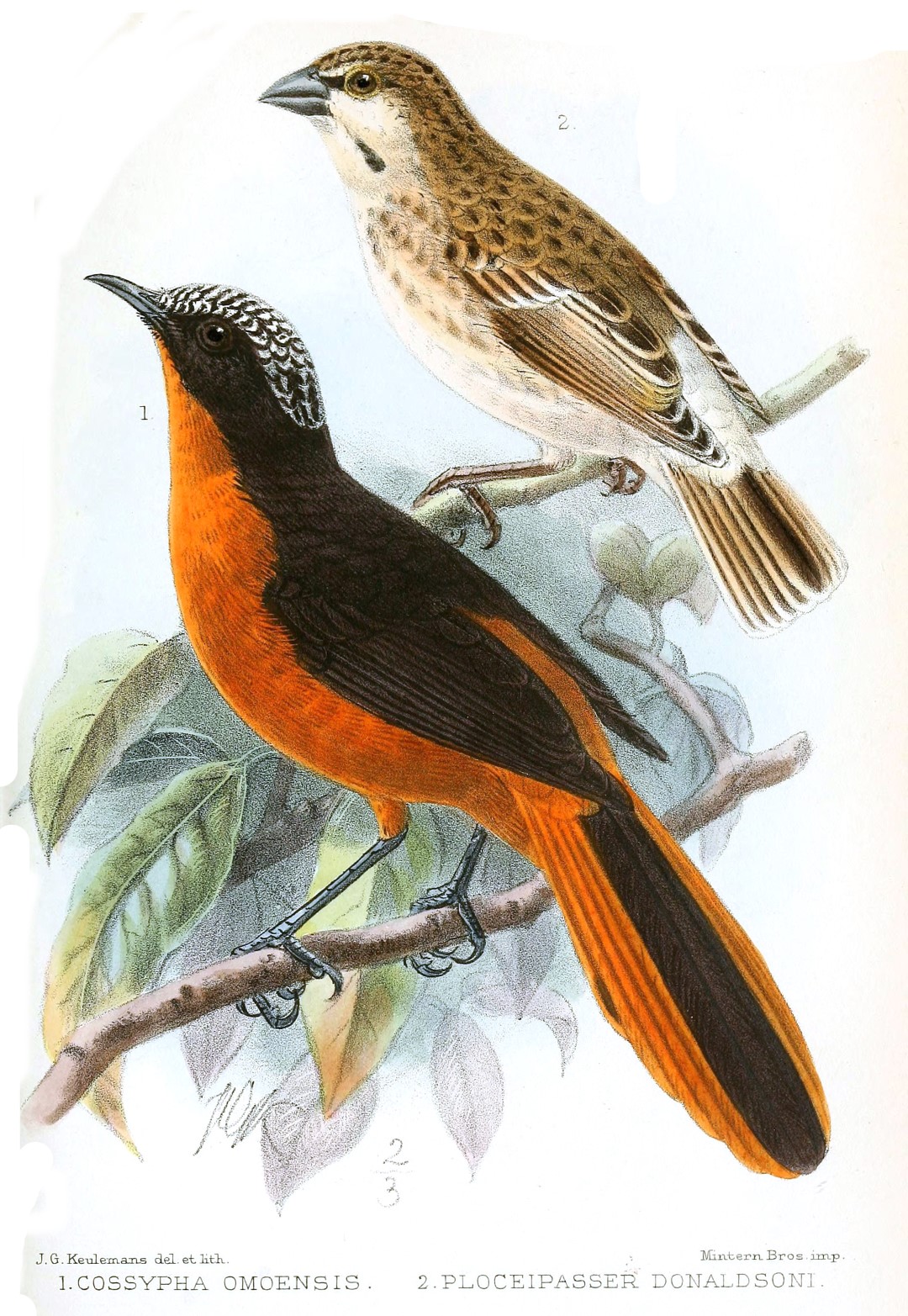 Donaldson's sparrow-weaver