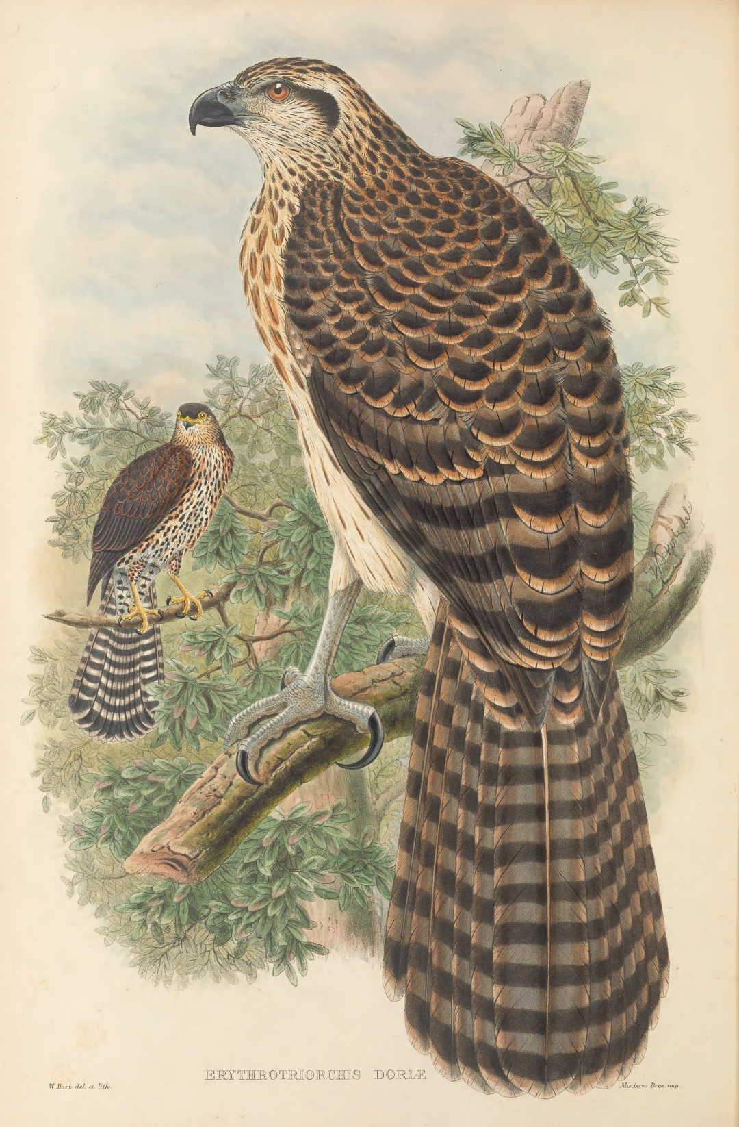 Doria's Goshawk