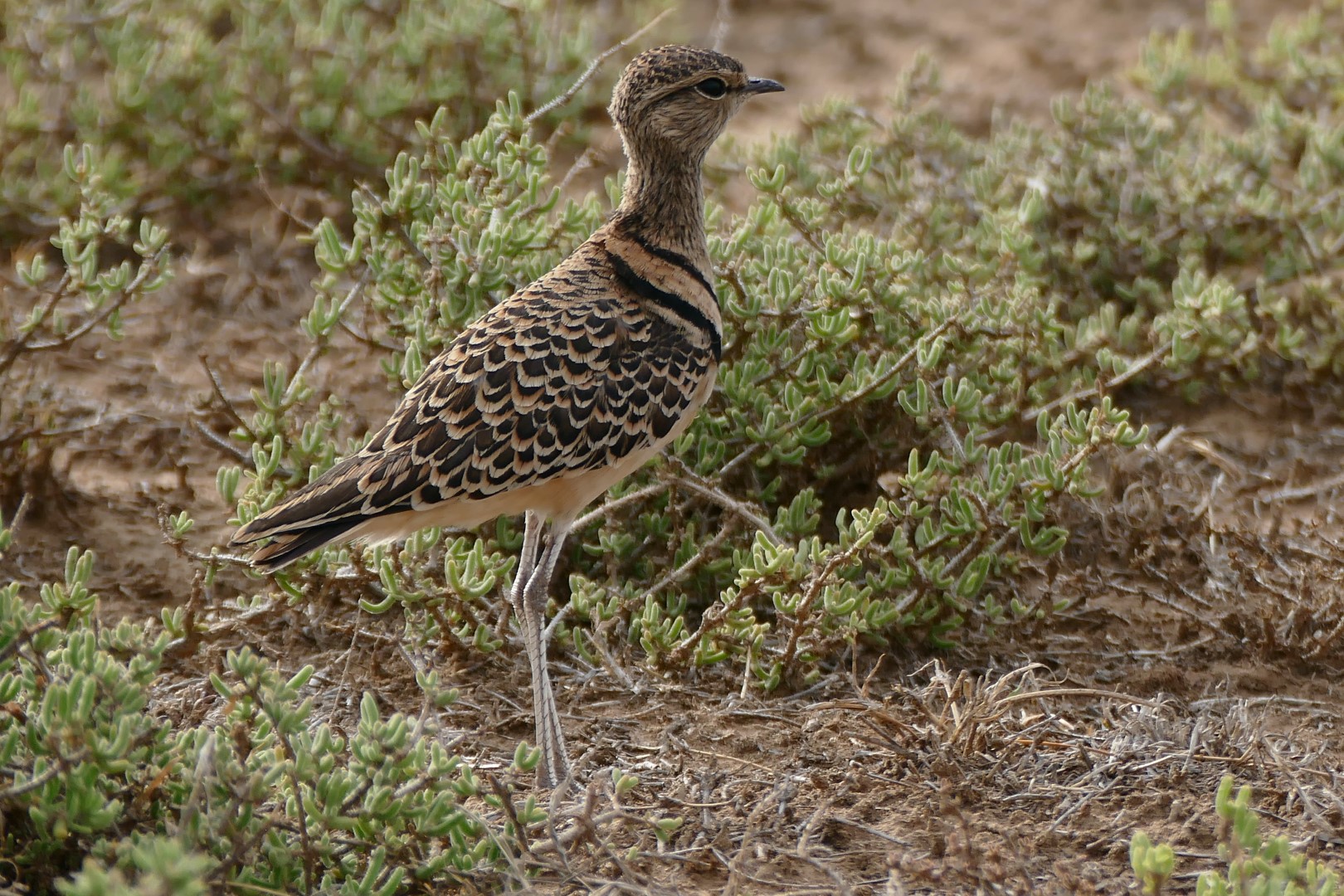 Double-banded Courser