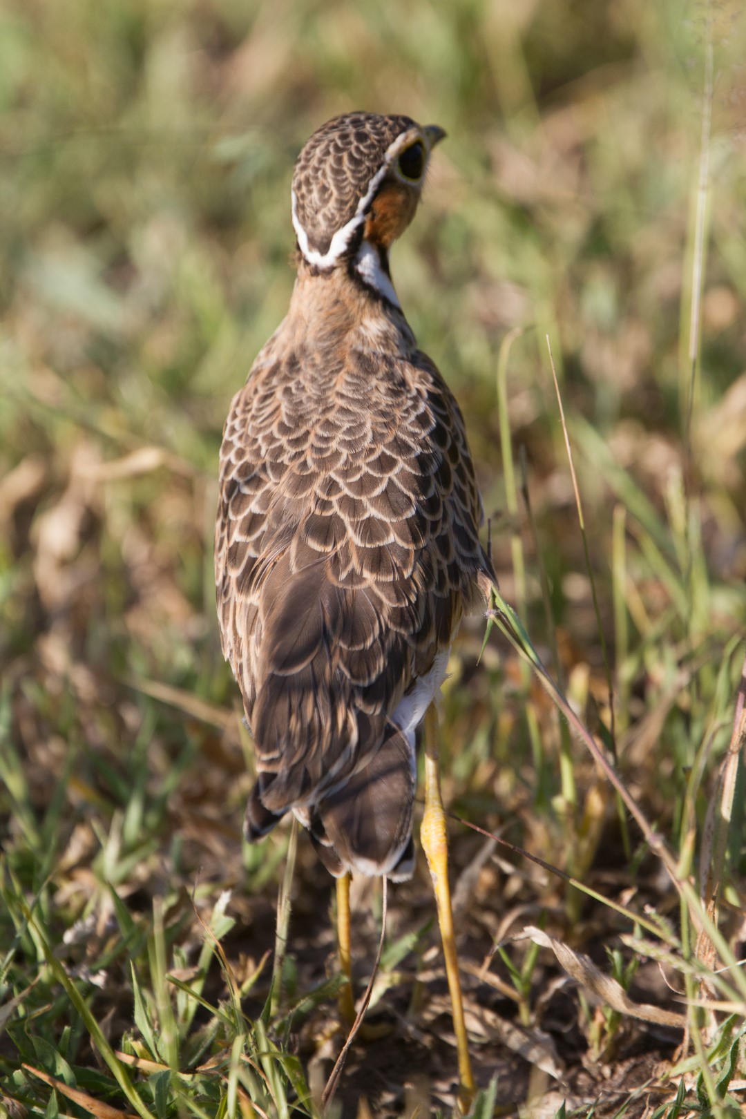 Double-banded Courser