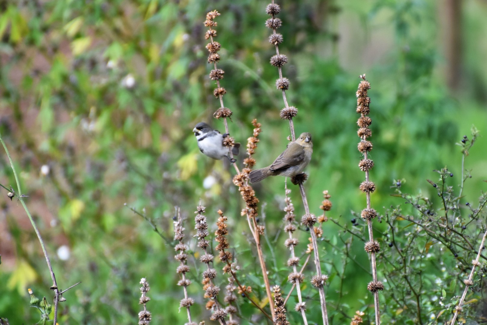 Double-collared Seedeater