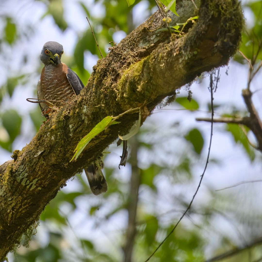 Double-toothed Kite