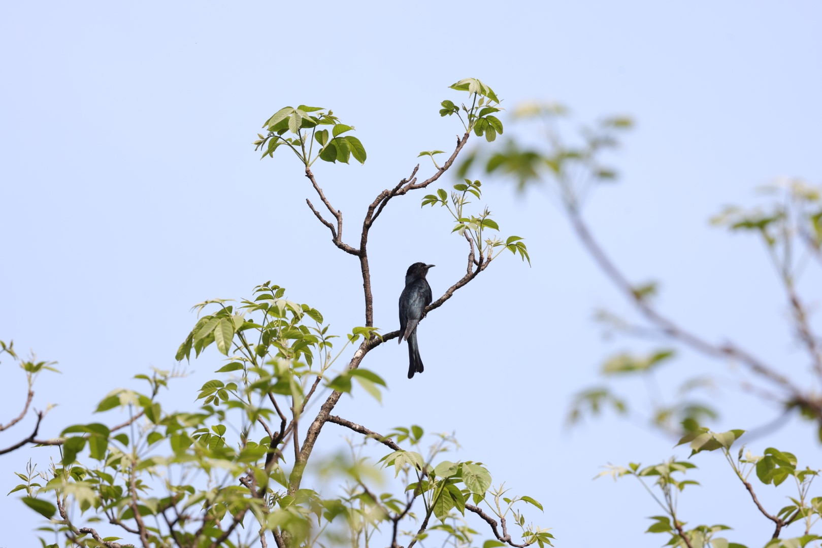 Drongo Cuckoo