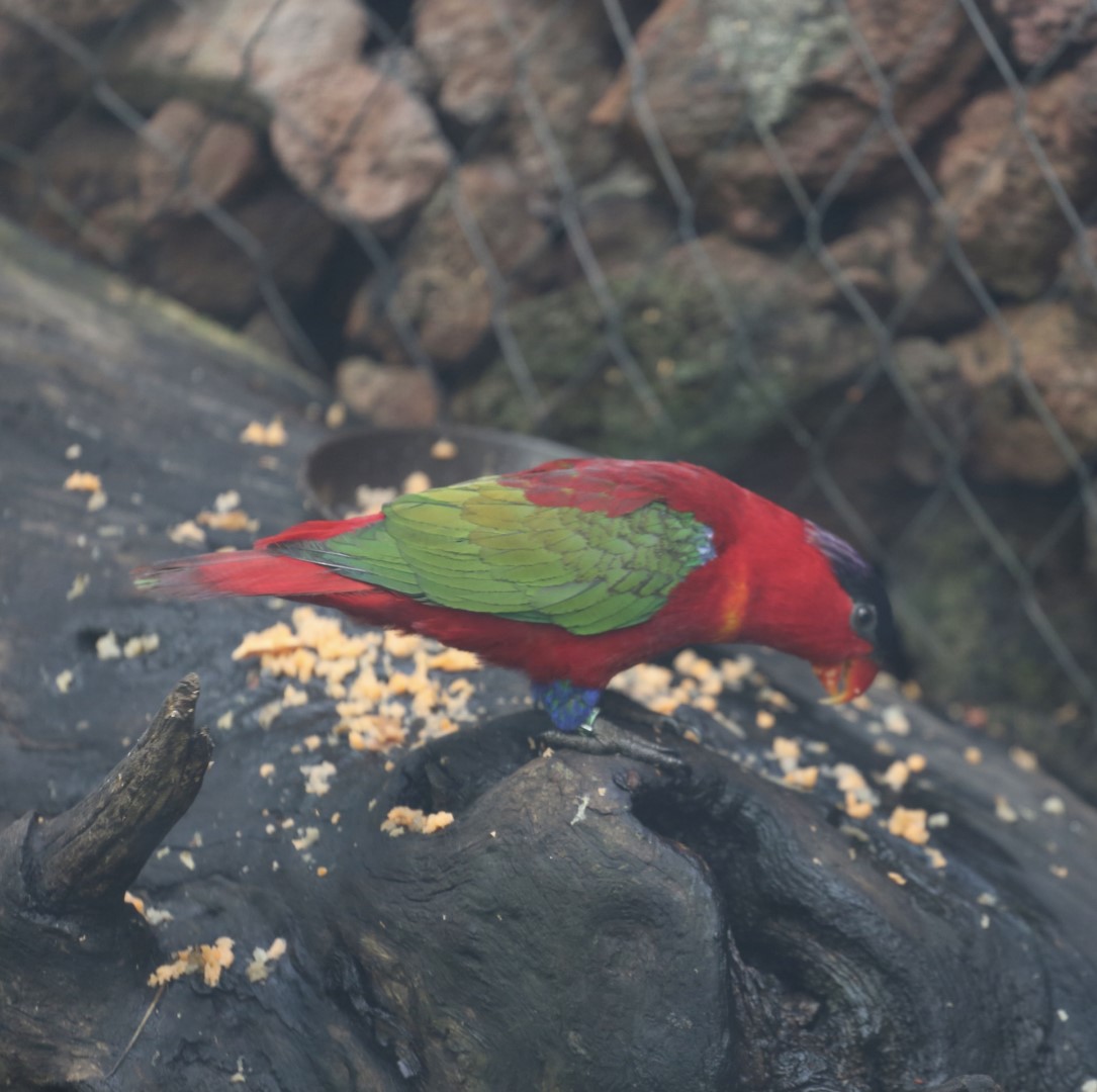 Duchess Lorikeet
