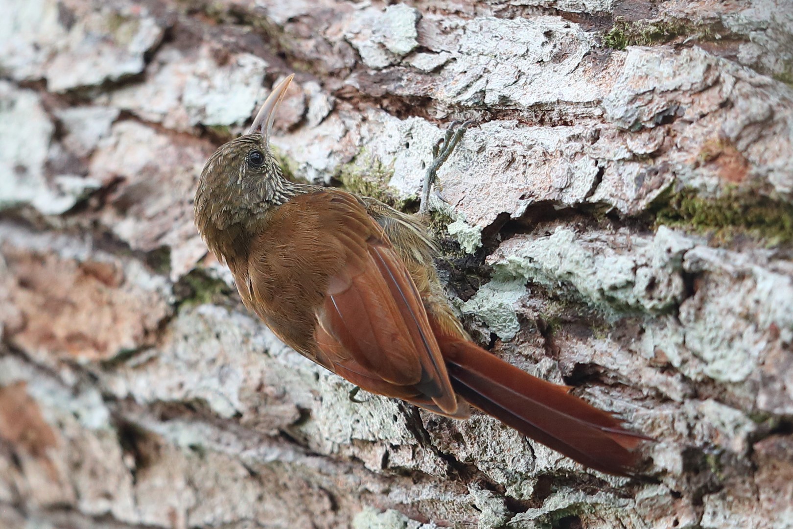 Duida woodcreeper