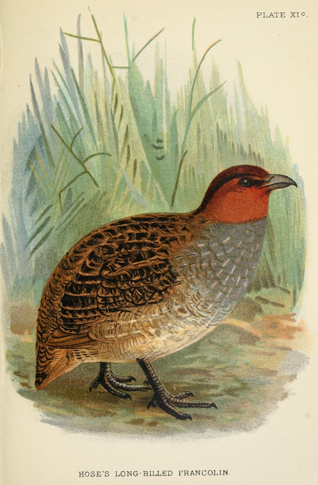 Dulit Partridge