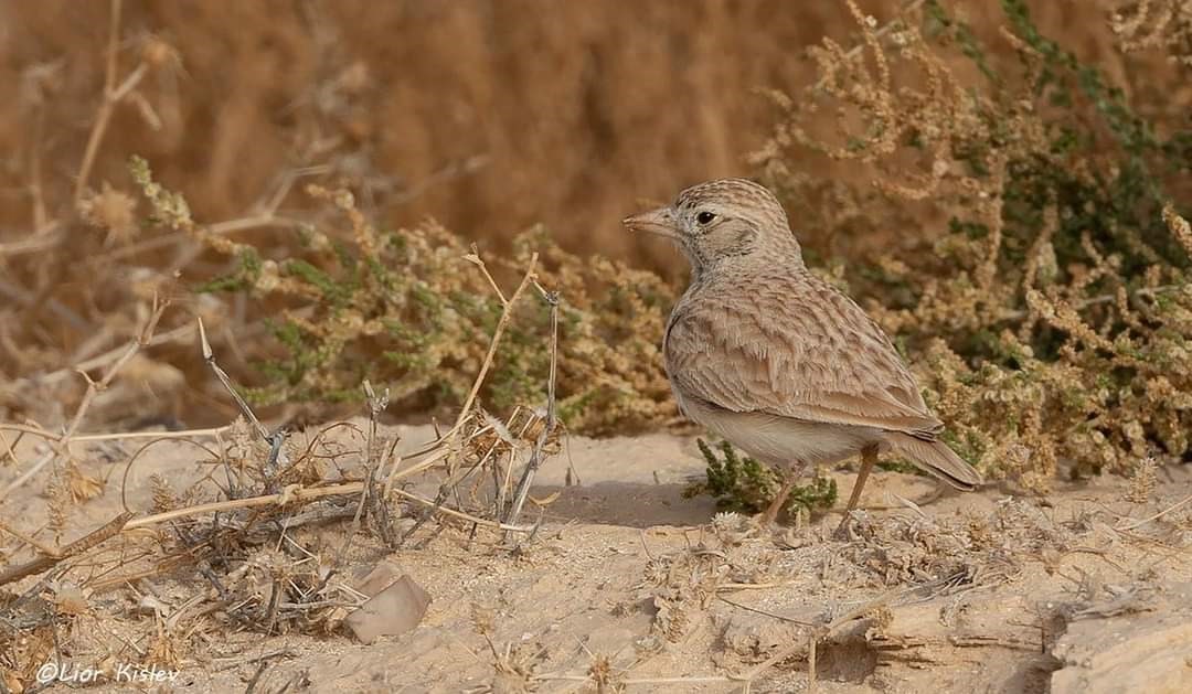Dune Lark
