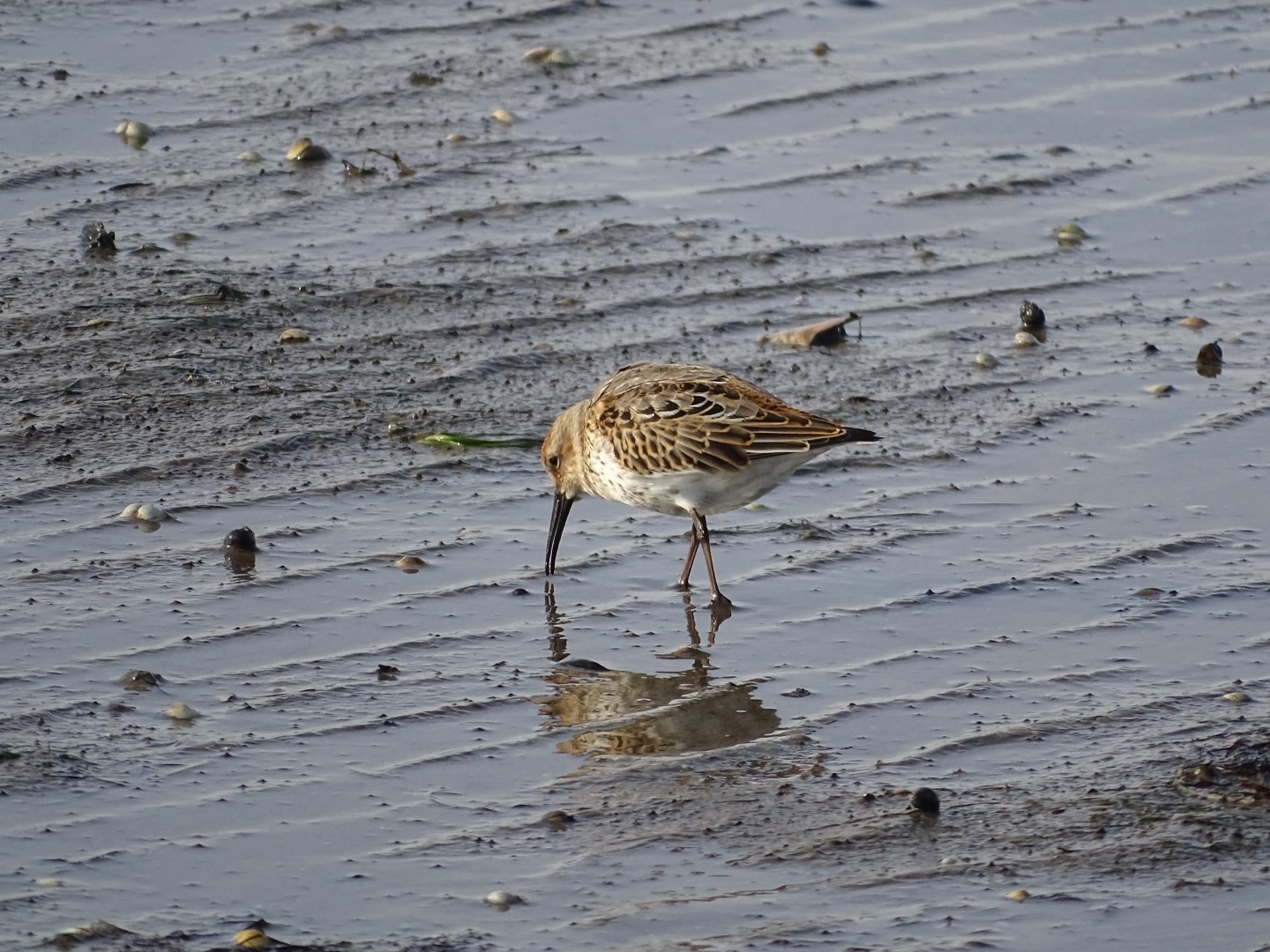 Dunlin