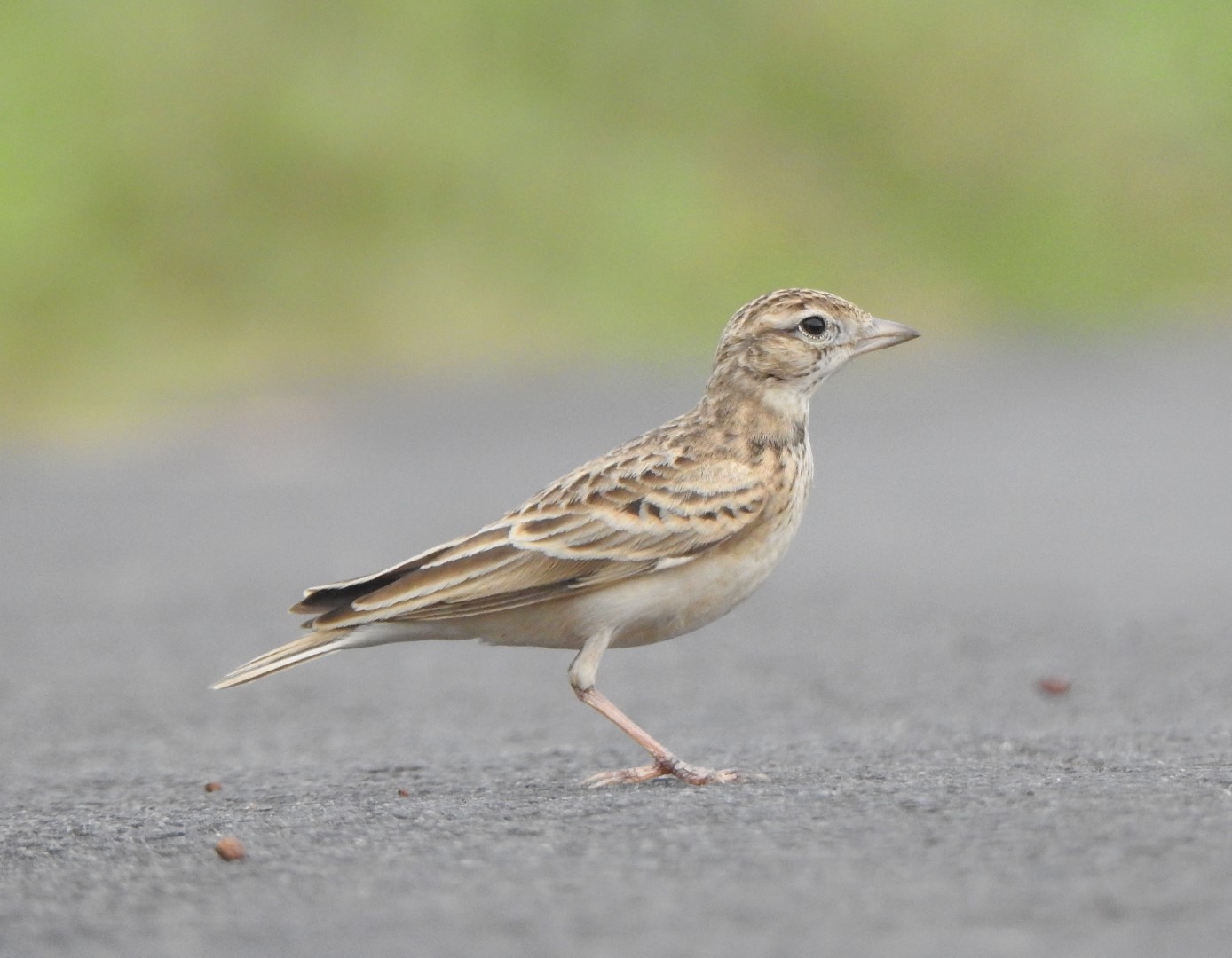 Dunn's Lark