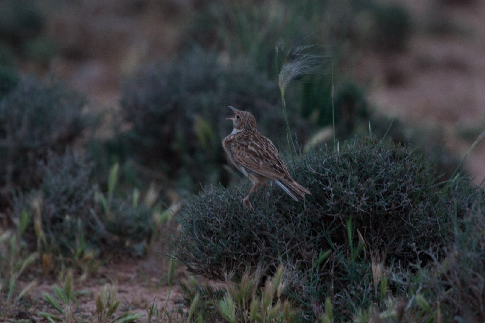 Dupont's lark