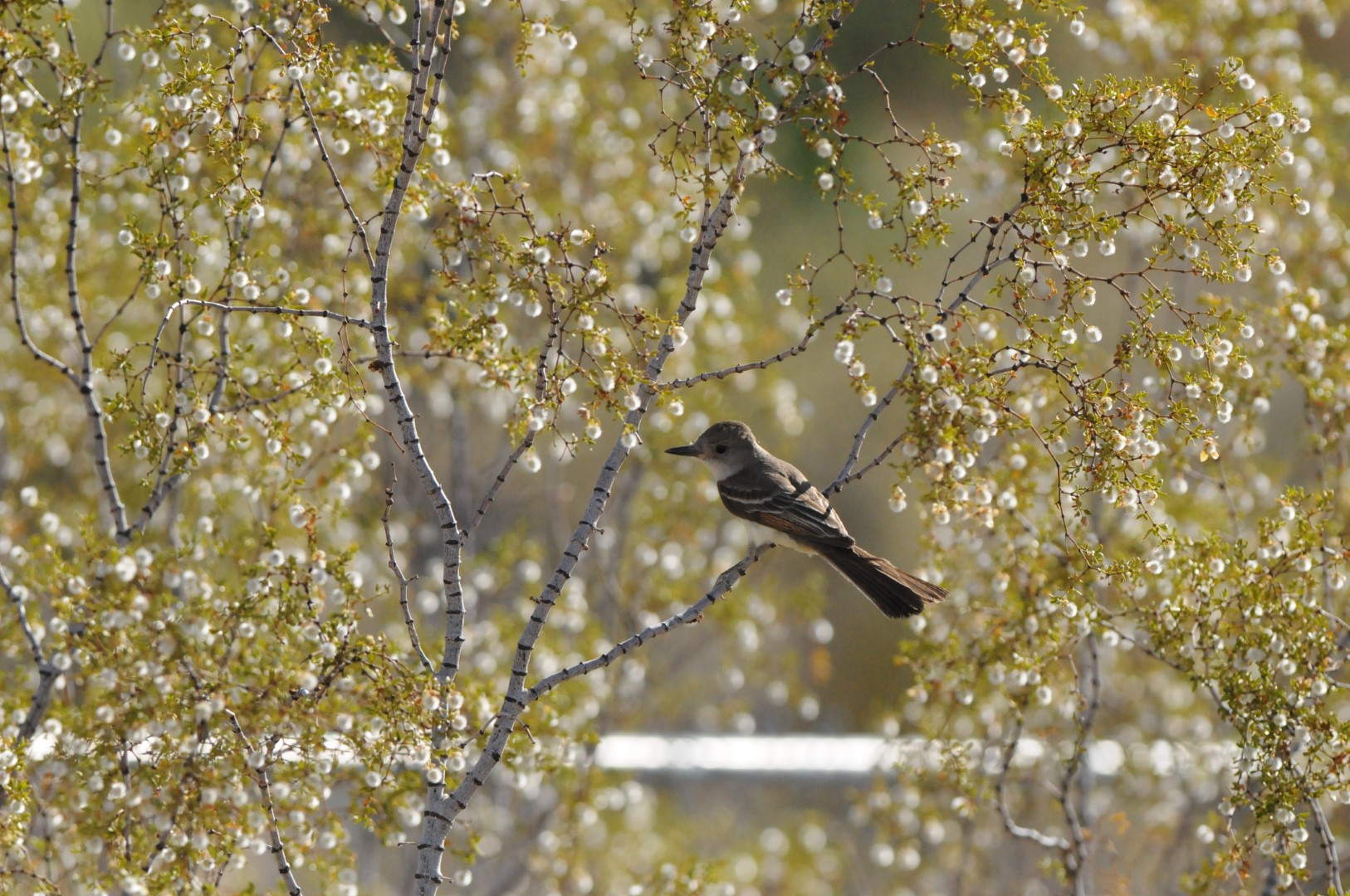 Dusky-capped Flycatcher