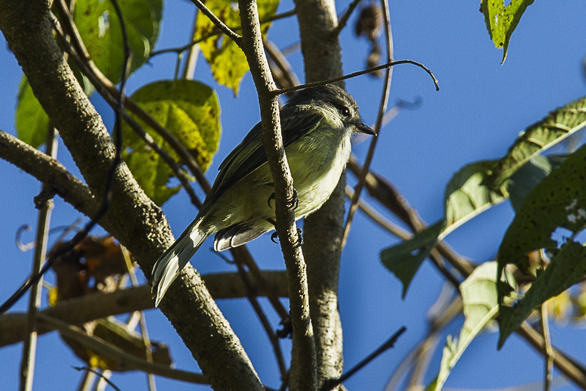 Dusky-capped Flycatcher