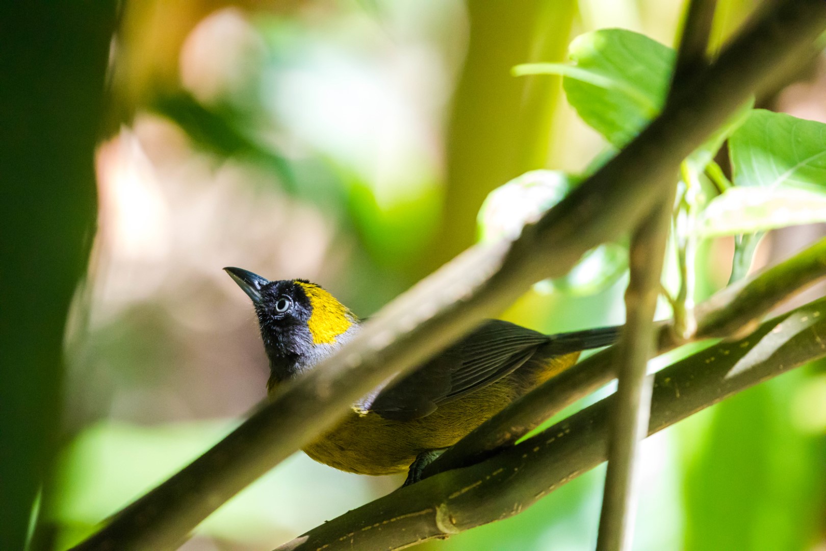 Dusky-faced Tanager