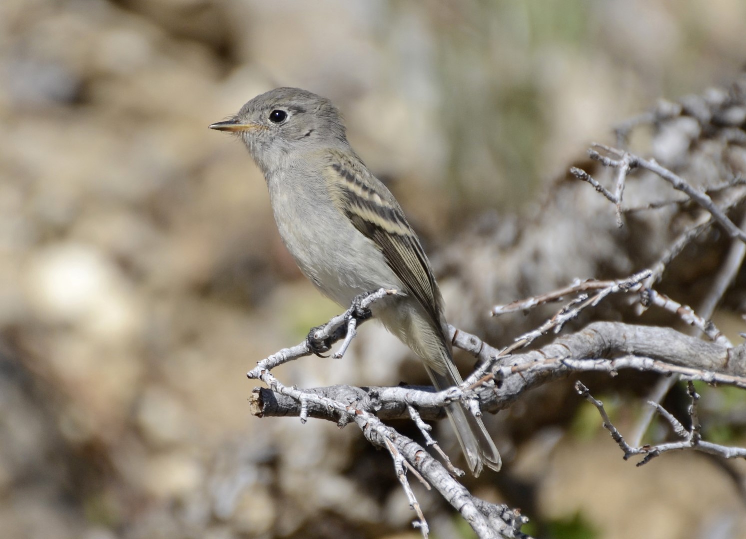 Dusky Flycatcher