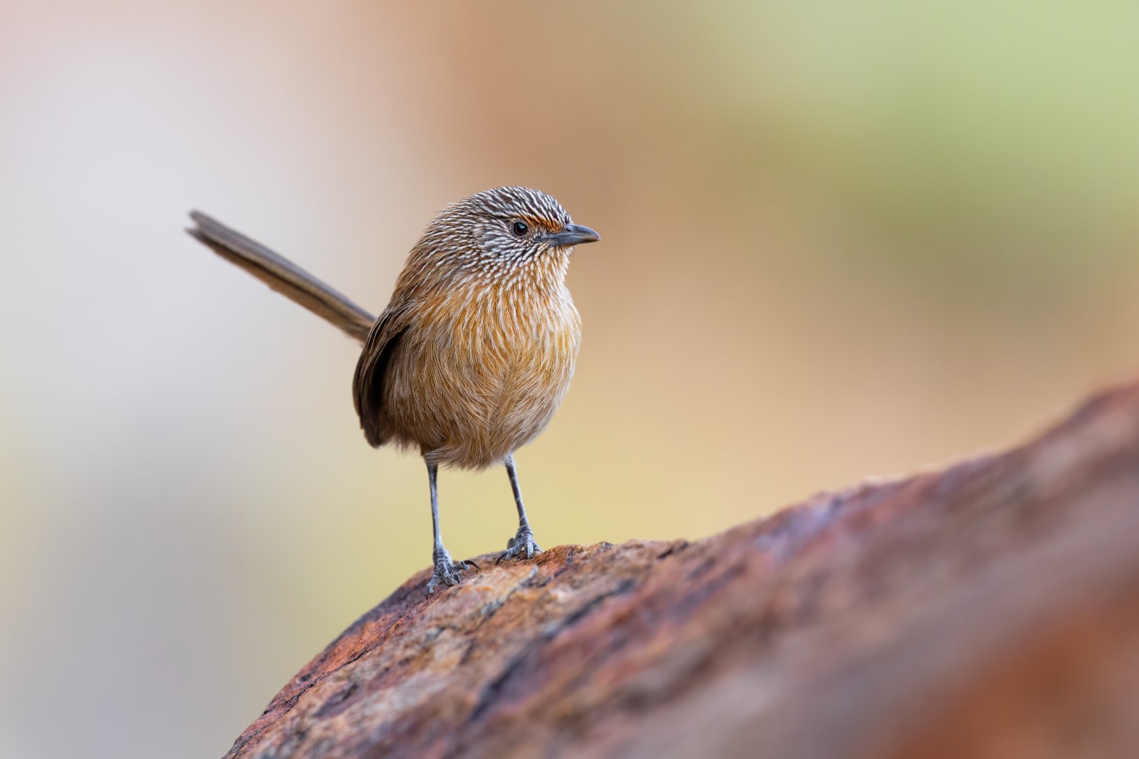 Dusky Grasswren