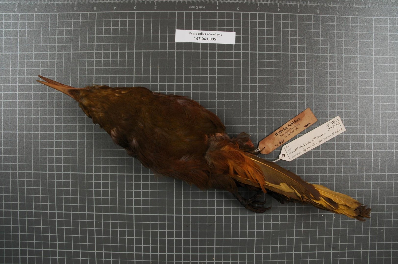 Dusky-green Oropendola