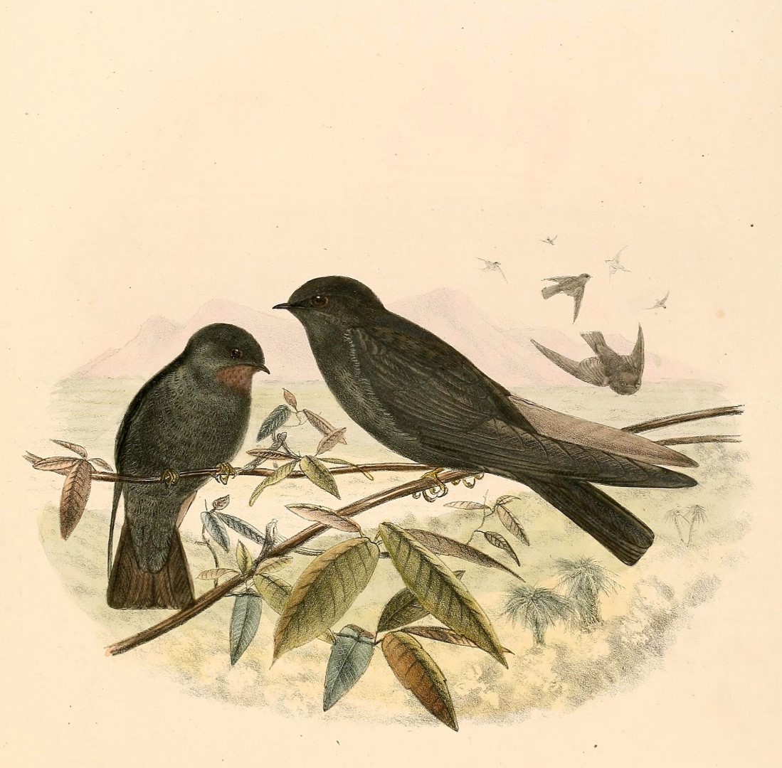 Dusky-green Swallow