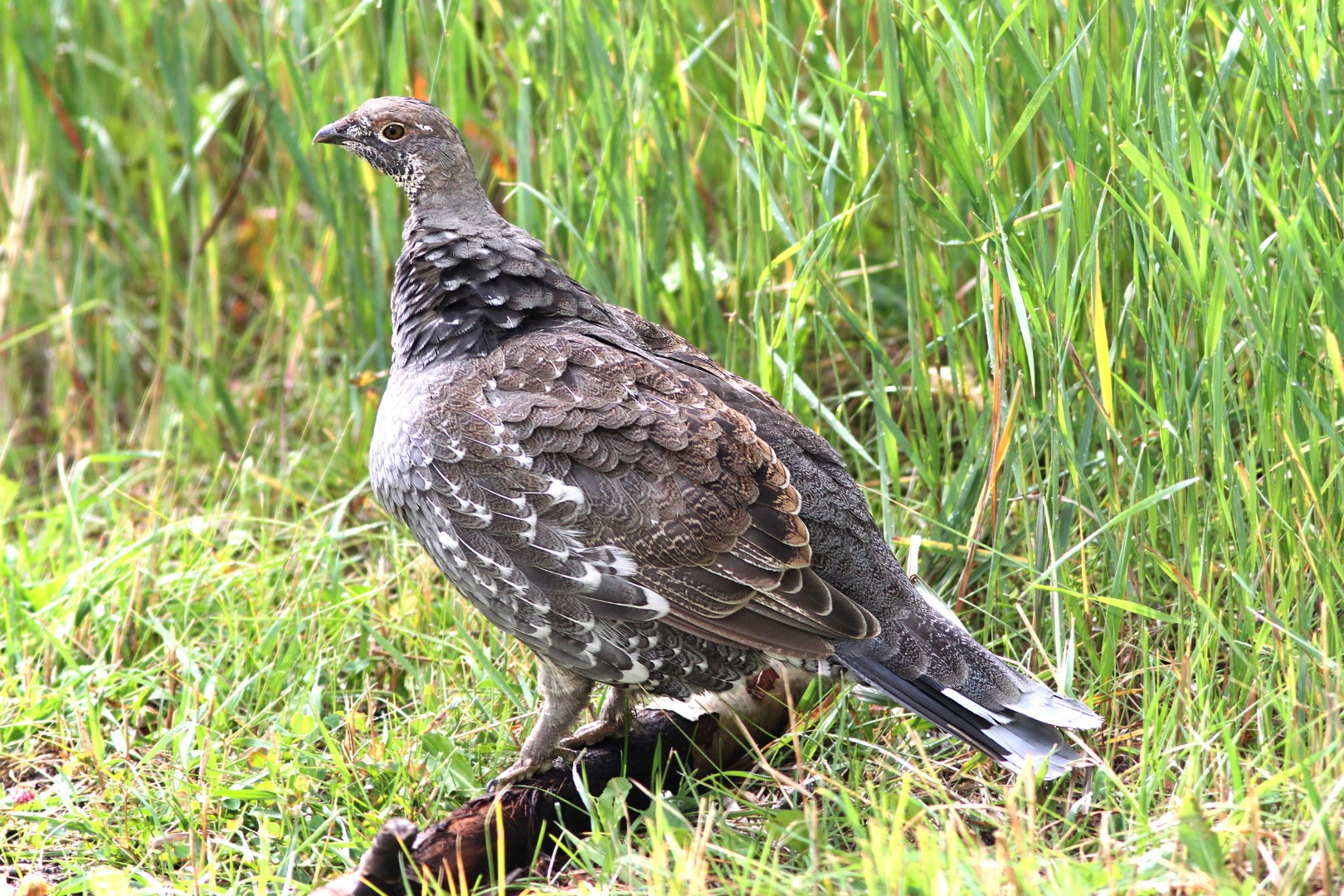Dusky Grouse